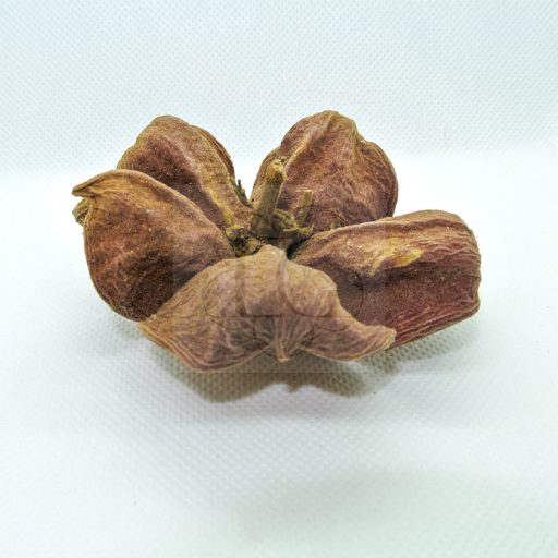 Sterculia
