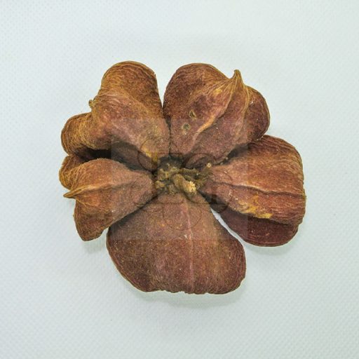 Sterculia