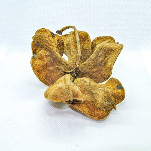 Sterculia