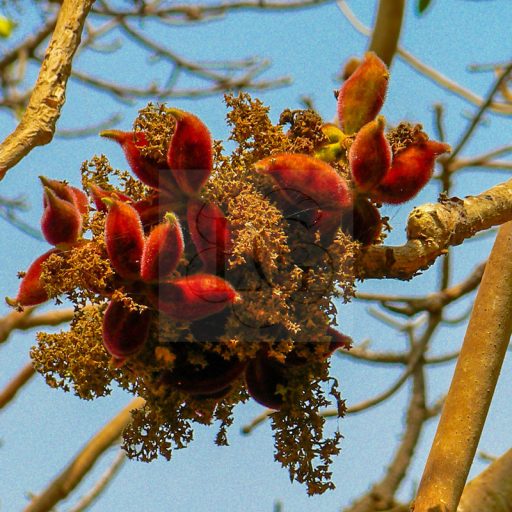 Sterculia