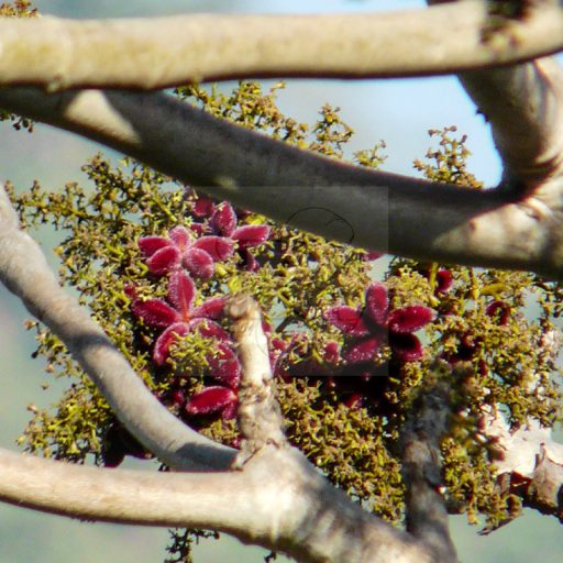 Sterculia