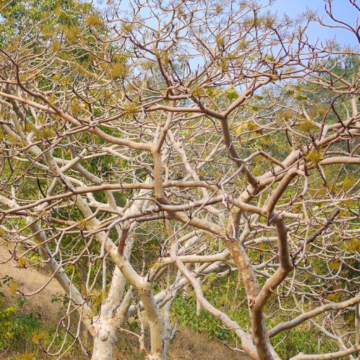 Sterculia