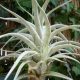 Tillandsia Albida/L