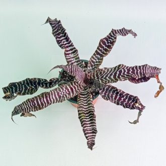 Cryptanthus Zonathus