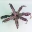 Cryptanthus Zonathus