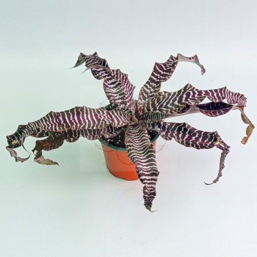 Cryptanthus Zonathus