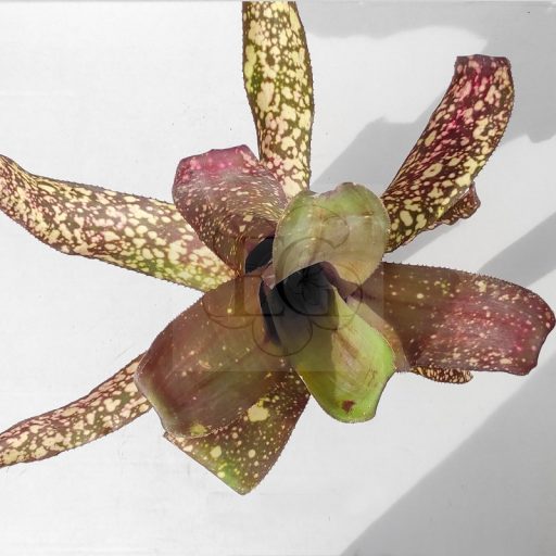 Billbergia Talantella