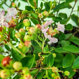   Lagerstroemia "With Love Babe"-Kínai selyemmirtusz (törpe)