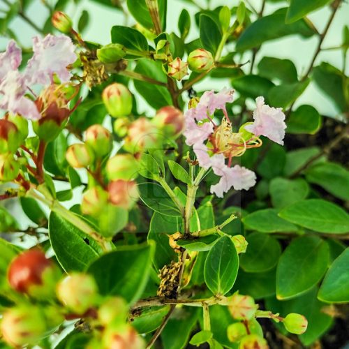 Lagerstroemia "With Love Babe"-Kínai selyemmirtusz (törpe)