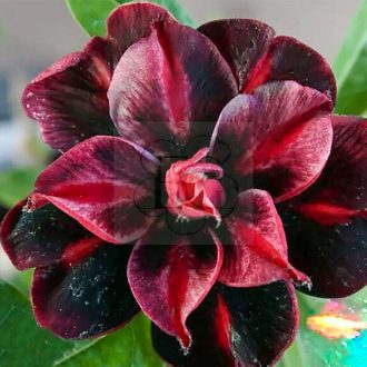 Adenium obesum "Purple King" (S)
