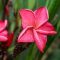 Plumeria rubra "Valentine" JJ