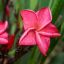 Plumeria rubra "Valentine" JJ