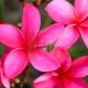 Plumeria rubra "Coronet" JJ