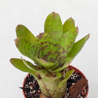 Neoregelia Wild Tiger 
