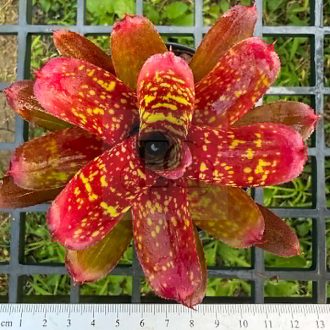 Neoregelia Wild Tiger 