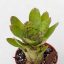 Neoregelia Wild Tiger 