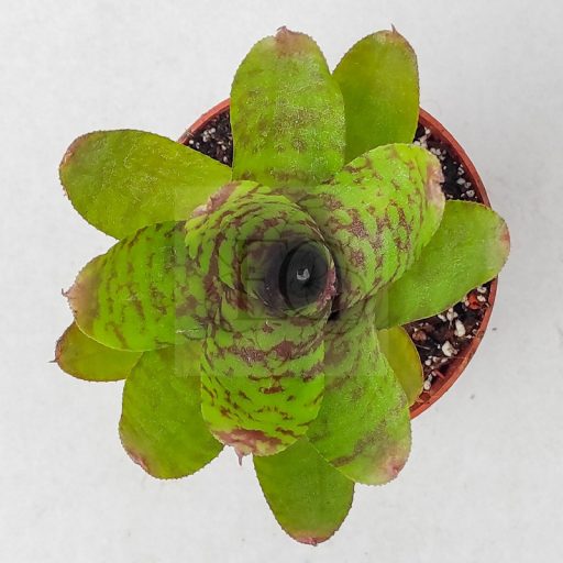 Neoregelia Wild Tiger 