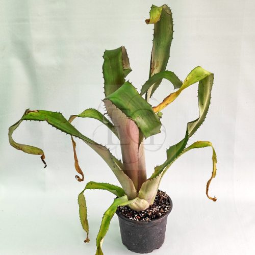Aechmea Bromeliflora Rubra 