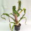 Aechmea Bromeliflora Rubra 