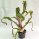 Aechmea Bromeliflora Rubra 