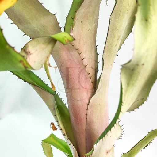 Aechmea Bromeliflora Rubra 