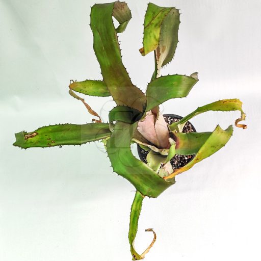 Aechmea Bromeliflora Rubra 