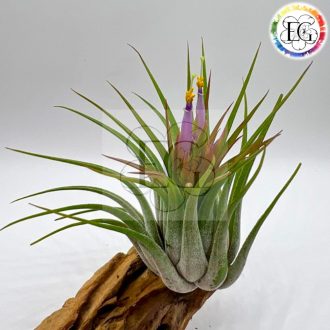 Tillandsia Kolbii L (ion. scaposa)