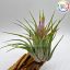 Tillandsia Kolbii L (ion. scaposa)