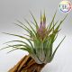 Tillandsia Kolbii L