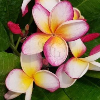 Plumeria rubra "Incognito" dugvány  Plumeria rubra "Incognito" dugvány