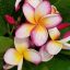 Plumeria rubra "Incognito" dugvány 