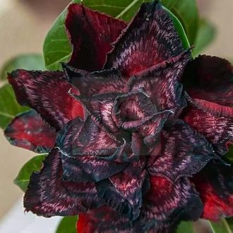 Adenium obesum "Alexander" (S)