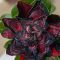 Adenium obesum "Alexander" (S)