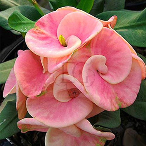 Euphorbia milii "Pink Rainbow" (47)