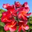 Plumeria rubra "Vera Venezia" magok