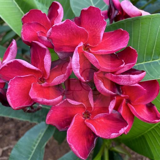 Plumeria rubra "Vera Venezia" magok