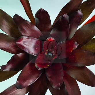 Neoregelia Royal Burgundy