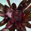 Neoregelia Royal Burgundy
