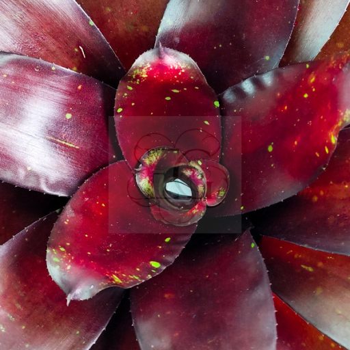Neoregelia Royal Burgundy