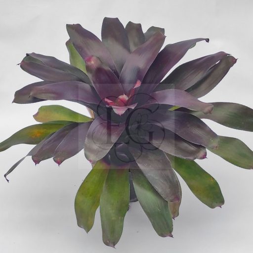 Neoregelia Royal Burgundy
