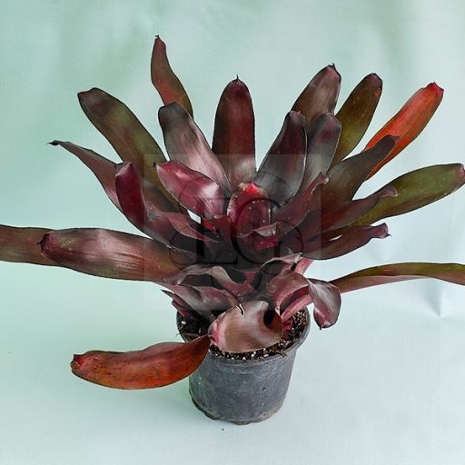 Neoregelia Royal Burgundy