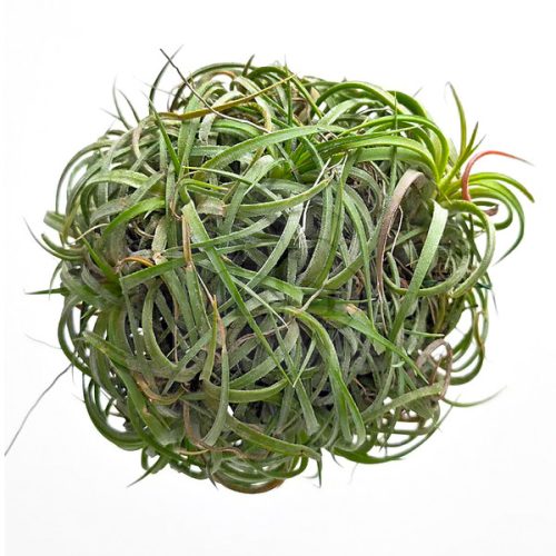 Tillandsia Ionantha Curly Halfball 