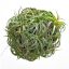 Tillandsia Ionantha Curly Halfball 