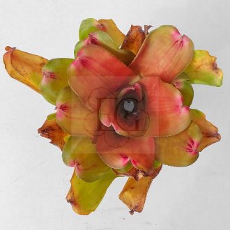 Neoregelia Debbie Hybrid 