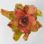 Neoregelia Debbie Hybrid 