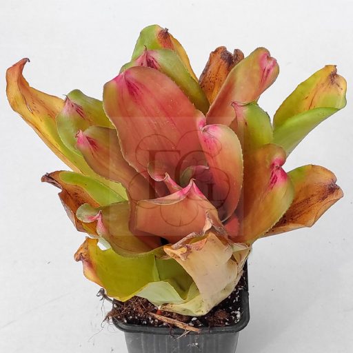 Neoregelia Debbie Hybrid 