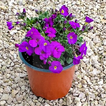Aubrieta gracilis "Kitty Blue"-Pázsitviola  Aubrieta gracilis "Kitty Blue"-Pázsitviola