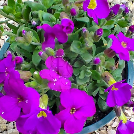 Aubrieta gracilis "Kitty Blue"-Pázsitviola 