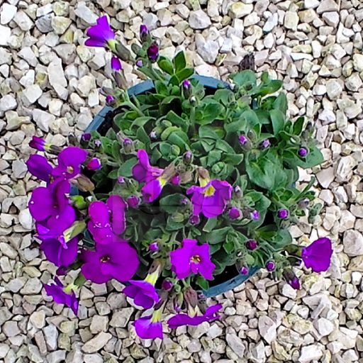 Aubrieta gracilis "Kitty Blue"-Pázsitviola 