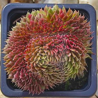 Sempervivum sp.10 cristata-Kövirózsa